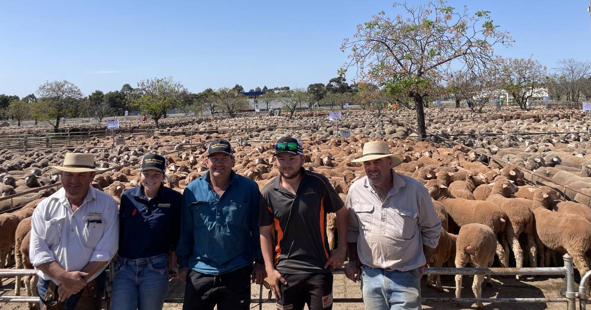 Merino ewes at West Wyalong sold to $160 | The Land