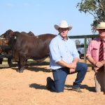 Three Clonlara bulls take top price honours