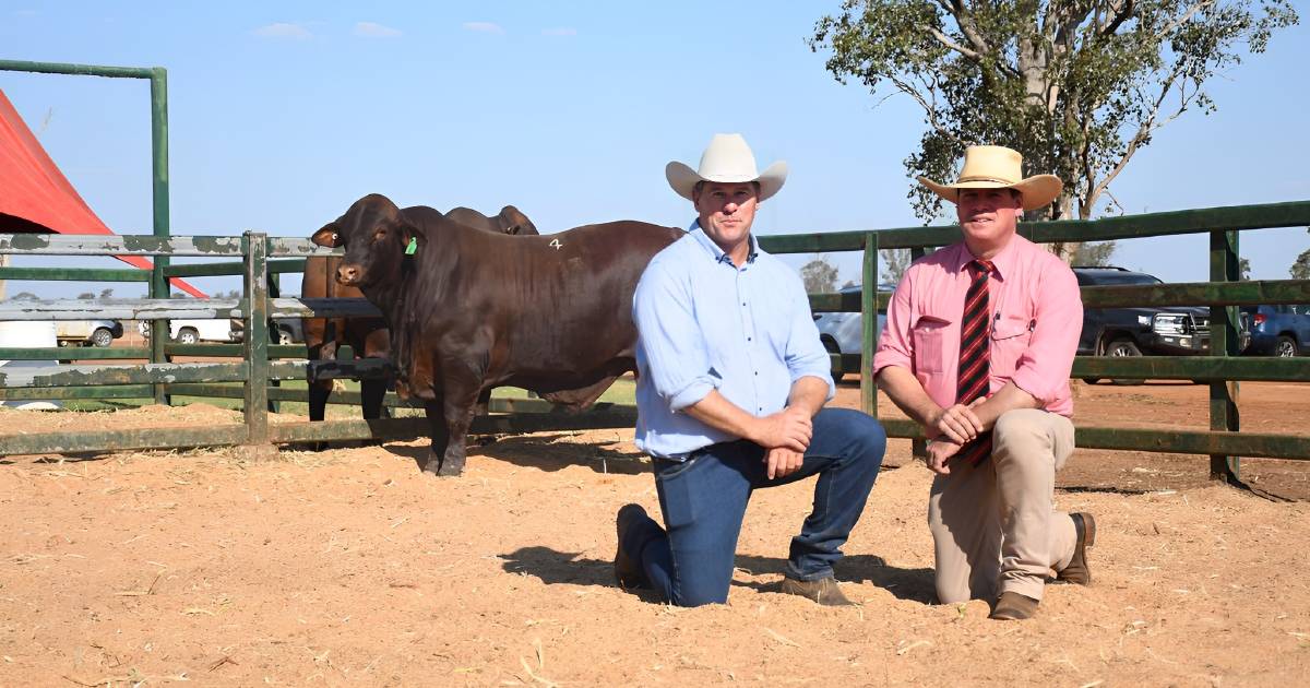 Six figure bull headlines Yarrawonga sale