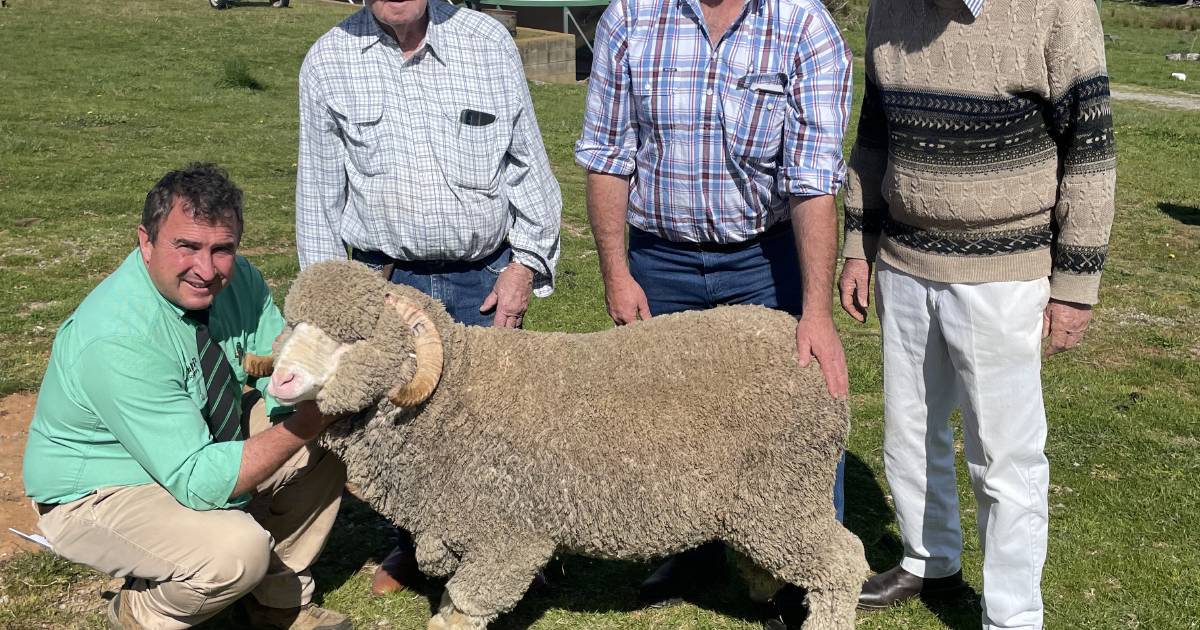 Royalla Merino sale passes vendor expectations