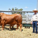 Long time client steps back in to secure top price CAP Droughtmaster sale bull