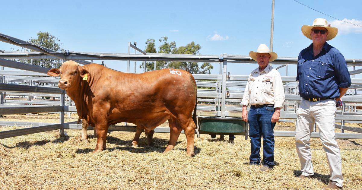 Long time client steps back in to secure top price CAP Droughtmaster sale bull