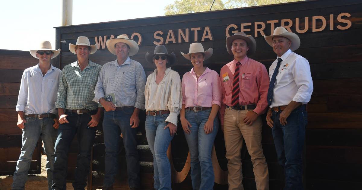 Stud and commercial support produces solid result for Waco Santa Gertrudis