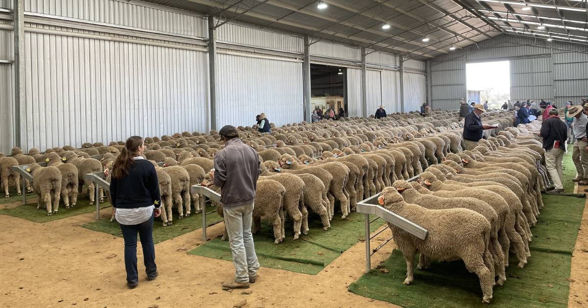 Another huge full clearance for Kerin Poll Merino at annual sale