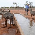 Rats cause destruction to Herbert sugarcane crops