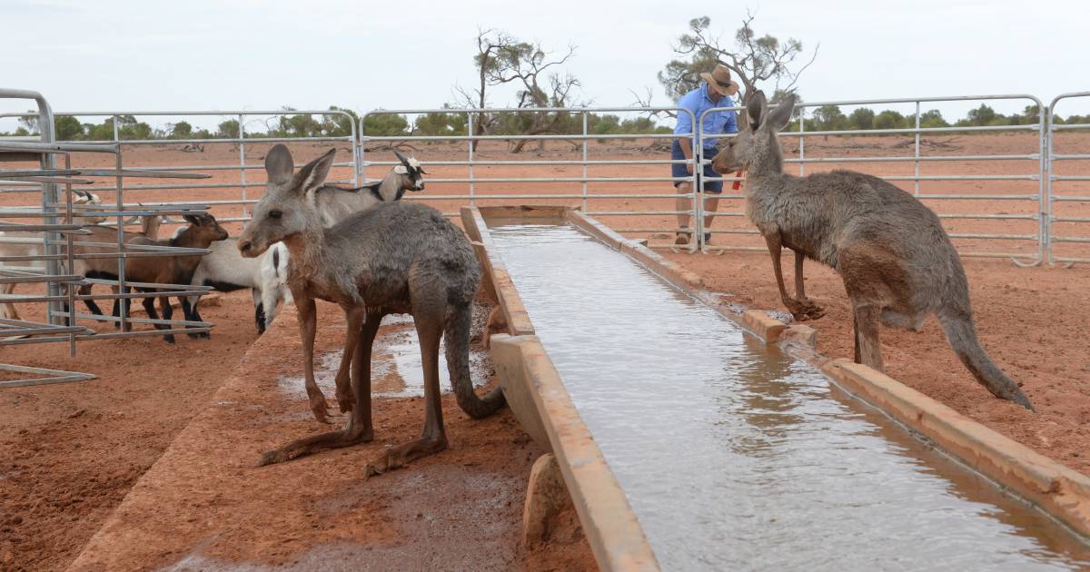 Reduce herd size, farm roos instead & cash carbon credits: study