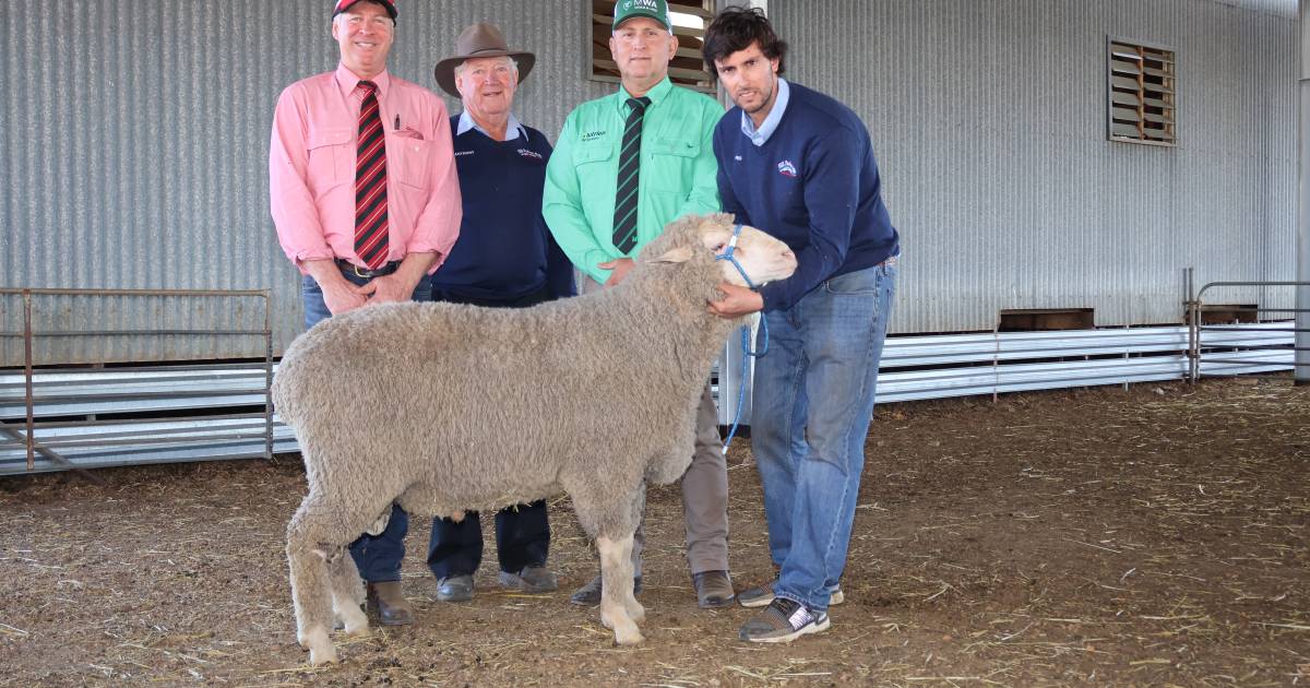 Hill Padua Poll Merino sale draws in buyers | Farm Weekly