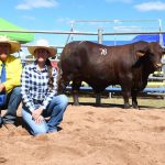 Queensland bullock challenges dressed weight record of the Monkira Ox | North Queensland Register