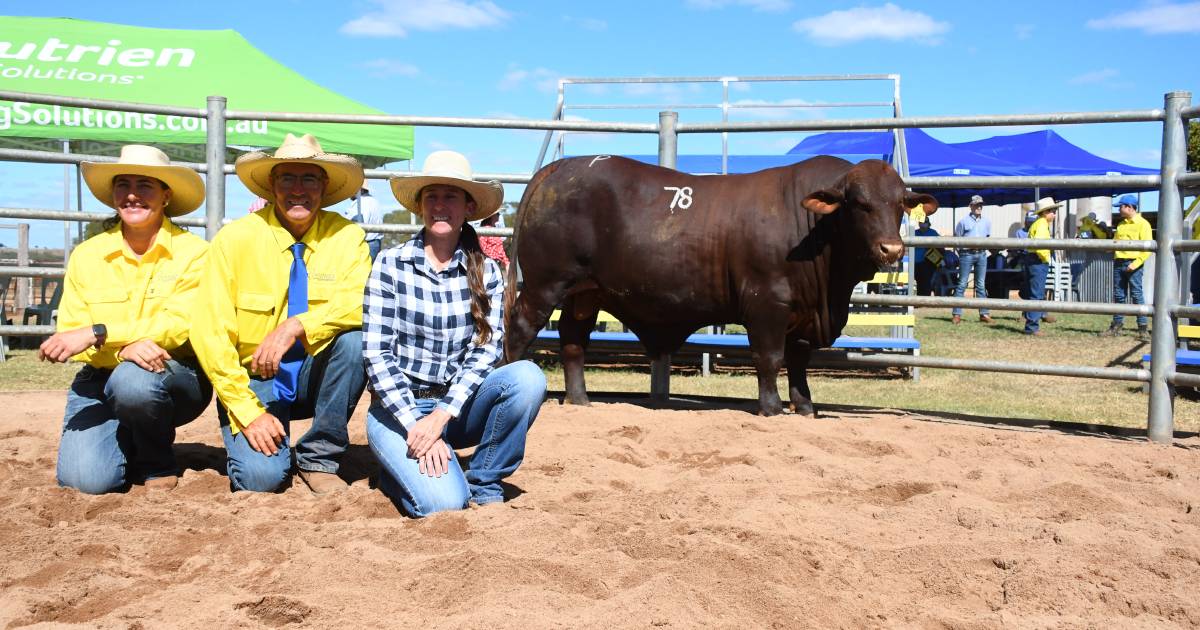 Repeat buyer takes home Cooinda Santas top priced bull