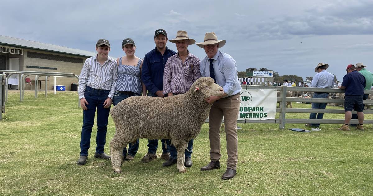 Woodpark Poll Merino rams sold to $13,500 | The Land