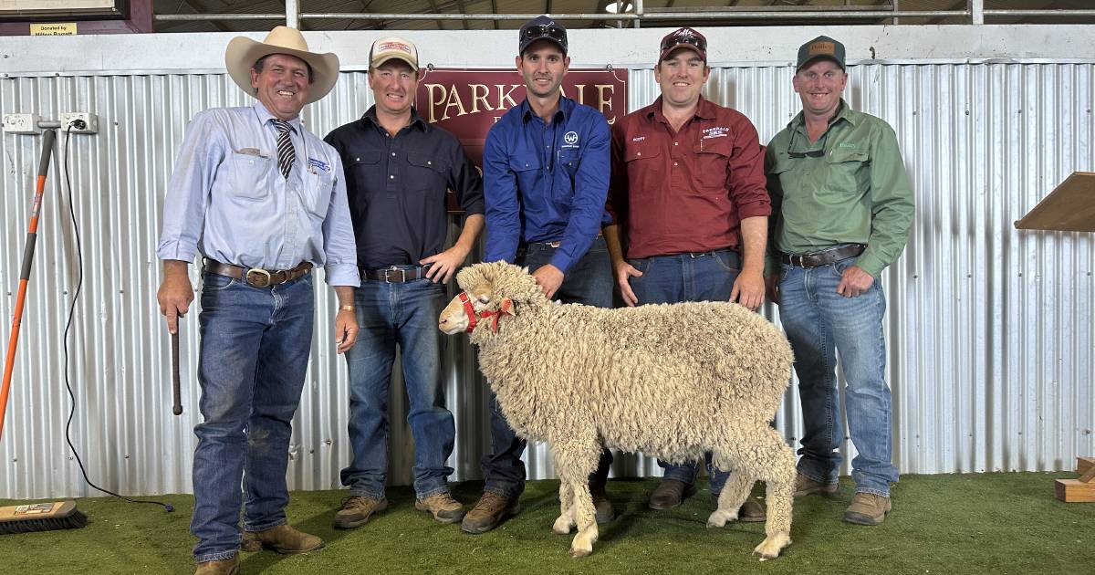 Rams sold to four states at Parkdale SRS Merinos