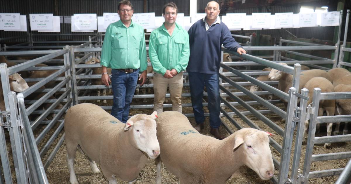 Kantara White Suffolks sell to $1600 twice | Farm Weekly