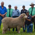 Yearling bull tops Bongongo Angus bull sale | The Land