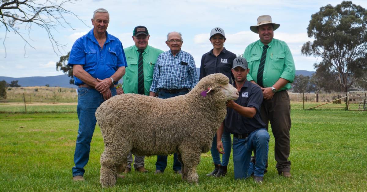 Wool quality key for buyers at Westray and Genanegie Merinos