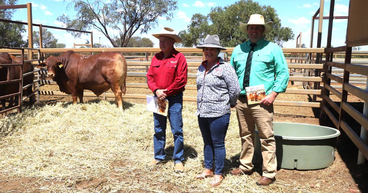 Good demand for Valera Vale Droughtmasters at 2023 on-property sale | Queensland Country Life