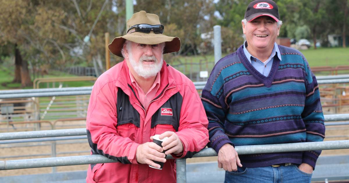 Beer steers and heifers made similar values