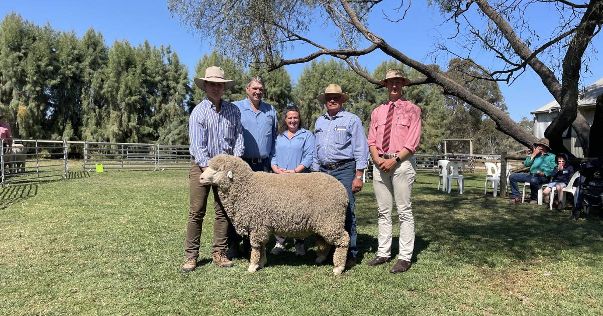 Poll Merino at The Yanko sells for $9000