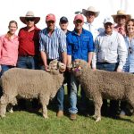 Cardona Jamar Santa Gertrudis Sale well supported by bulk buyers | Queensland Country Life