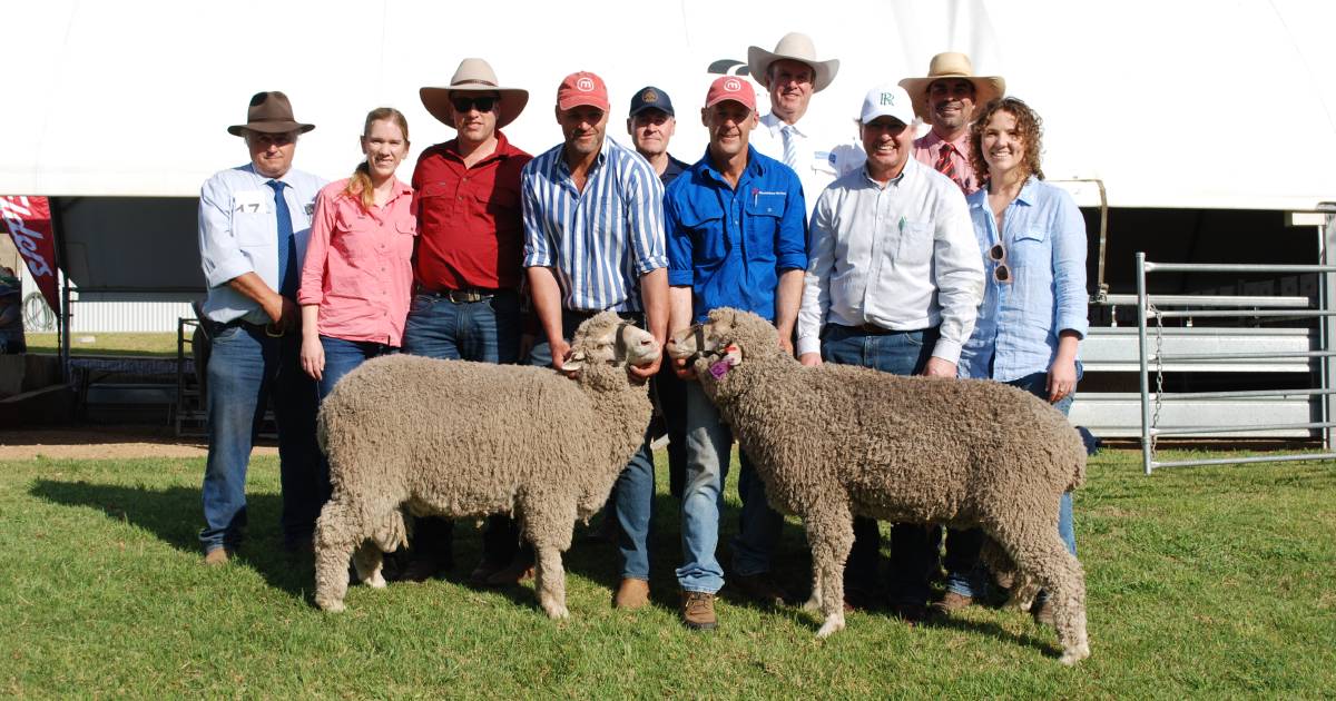 Strong demand as Mumblebone Merinos sell to four states