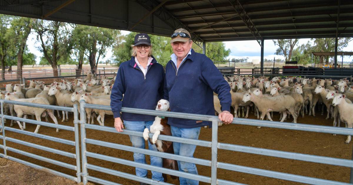 Vasectomised rams see success in the quest to tighten joining and lambing periods. | The Land