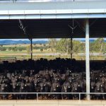 Younger cattle stronger at Laidley