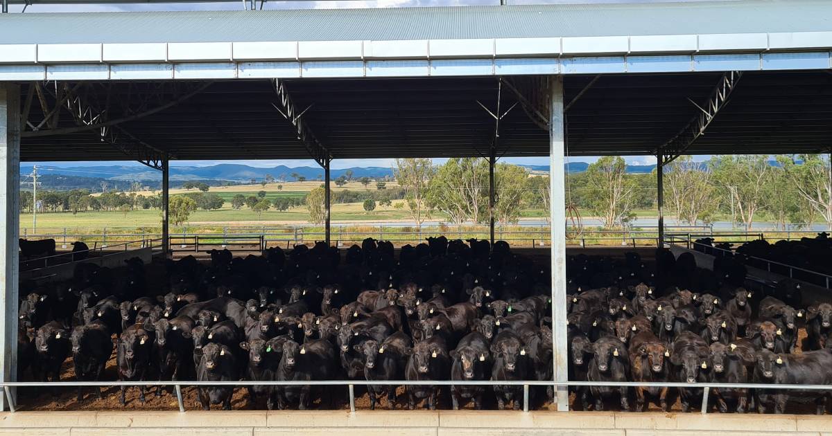 All bases covered at Warwick feedlotTL PRINT