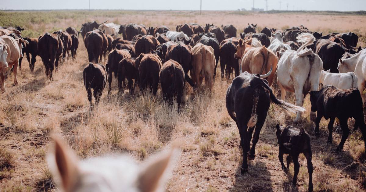 Uneven grazing distribution and drought lessons from the US | Queensland Country Life