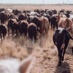 Australia’s strong livestock sustainability story shared on the global stage