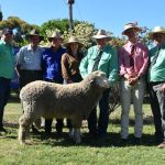 Queensland bullock challenges dressed weight record of the Monkira Ox | The Land