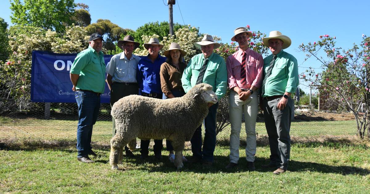 New Zealand stud purchases ram from One Oak Poll Merino sale | The Land