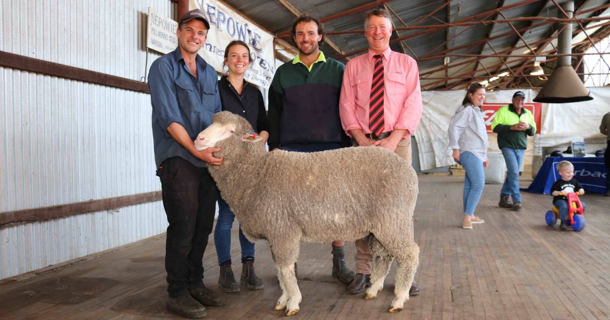 Nepowie Poll Merino sire tops $6000 | Farm Weekly