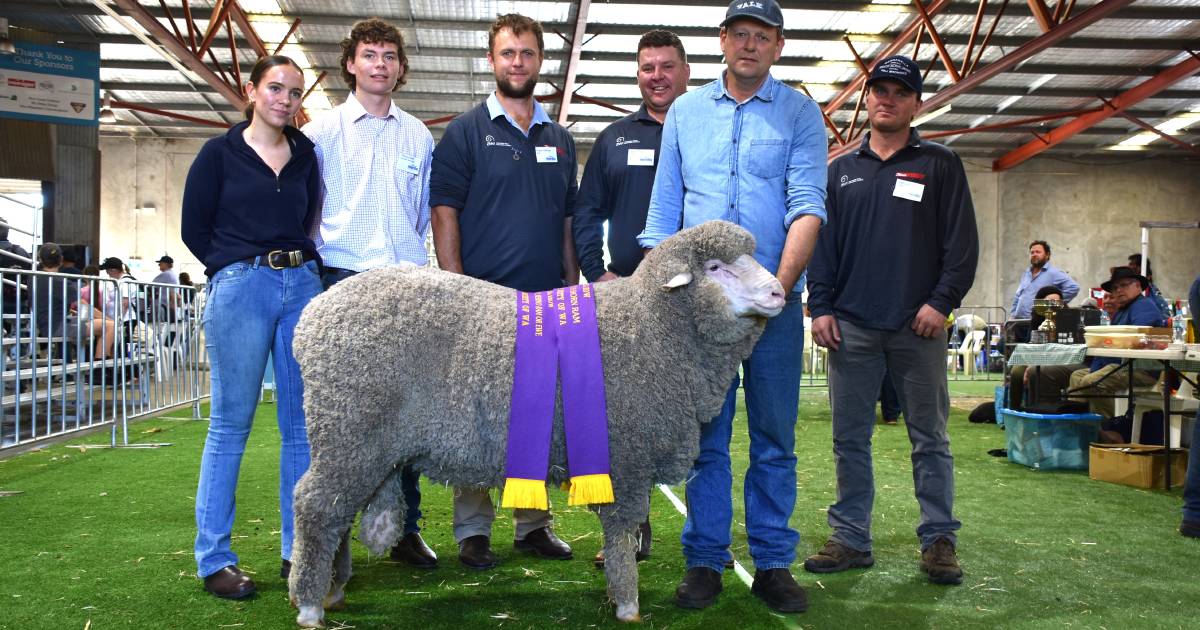 Supreme Merino goes to Belmont Park at Perth Royal Show | Farm Weekly