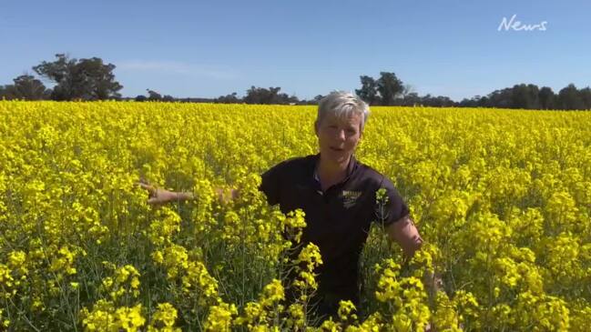 Canola a shining light for footy club