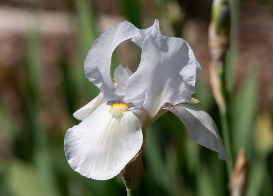 Irises: ‘The next batch isn’t even planted yet, but I am already excited about seeing them flowering next year’