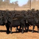 Great Southern Wagyu on top Thai menu