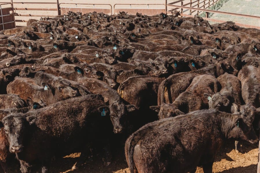 Young steer and heifer prices struggle in an oversupplied market