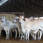 Country Matters: The balancing act of preserving community halls in regional NSW | The Land