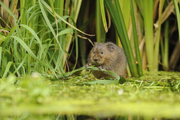 The Wilder Marches project to restore, recover and create new wildlife habitats in England and Wales