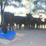 NVLX Wodonga 19 Sep 2023: Feeder steers drop 25c