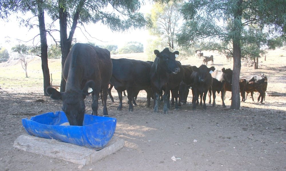 Webinar explores opportunities to utilise satellite-based feed monitoring in drought decisions