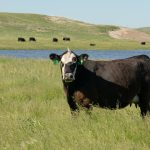 Texas A&M AgriLife extends beef cattle expertise internationally