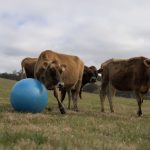 Cunderdin college hosts popular open day