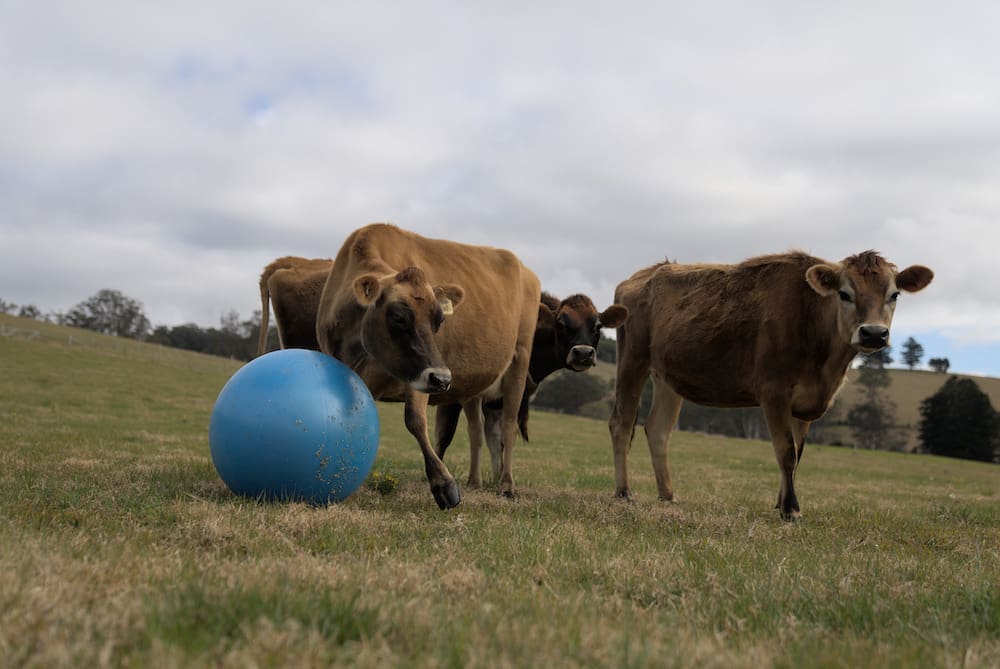 Norco launches AR game to give kids a taste of farm life