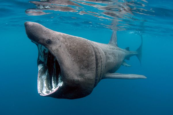 A complete guide to the sharks you’ll find in the seas of Britain (and the one you’ll be glad isn’t here yet)