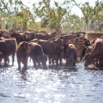 Varroa mite red zone at Cuttabri, near Narrabri