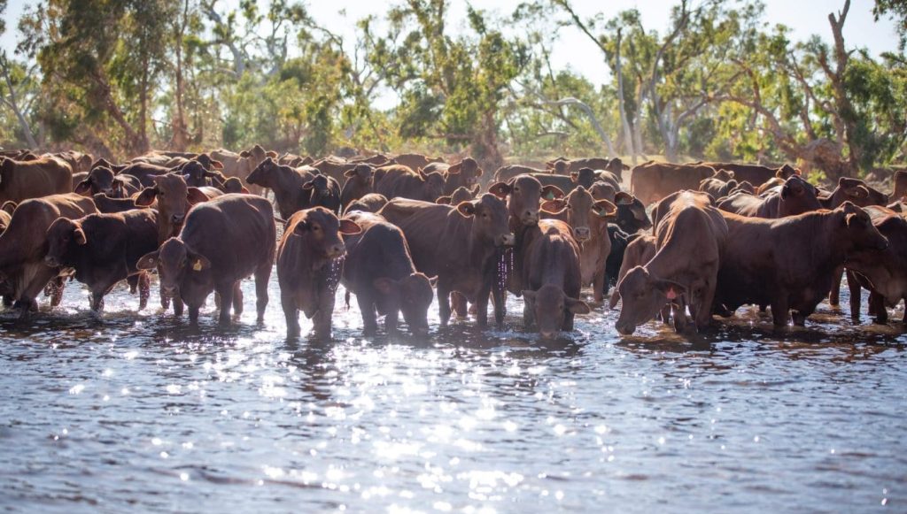 Business transformation earns national award for Droughtmasters