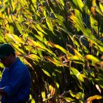 Feed prices favor limit-feeding stockers a high energy diet