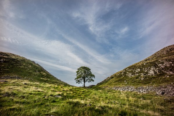 One of Britain’s most famous trees has been cut down as vandals target Sycamore Gap at Hadrian’s Wall