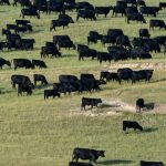 “Iceberg” potentially Australia’s largest ever ox, dressing out to 854kg