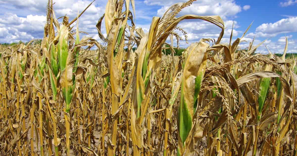 Cattle feeders be cautious when using drought-stressed corn